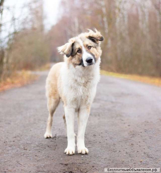 Ищем дом Шоколаду