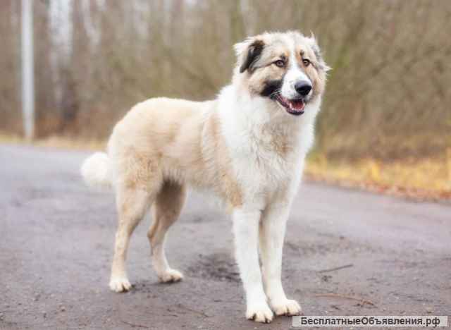 Ищем дом Шоколаду