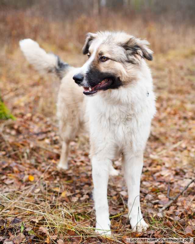 Ищем дом Шоколаду