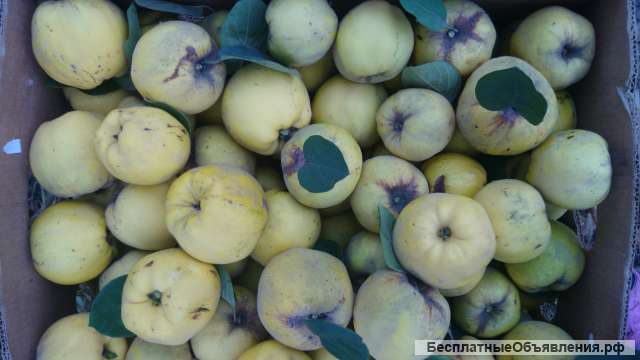 Айву жёлтую с дерева в станице Кривянская ул. Мостовая17 (под Новочеркасском)