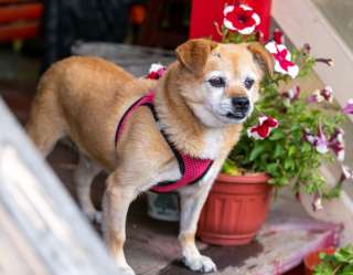 Федя в поиске доброго сердца