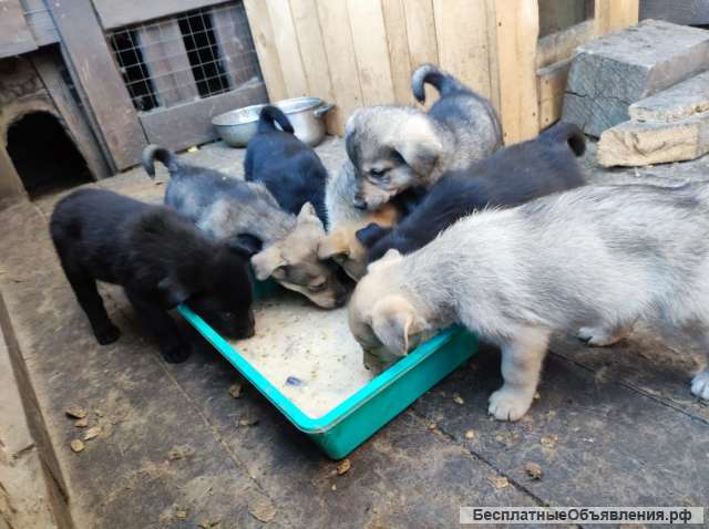Отдаем щенят бесплатно
