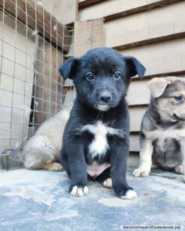 Отдаем щенят бесплатно