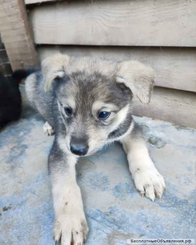 Отдаем щенят бесплатно