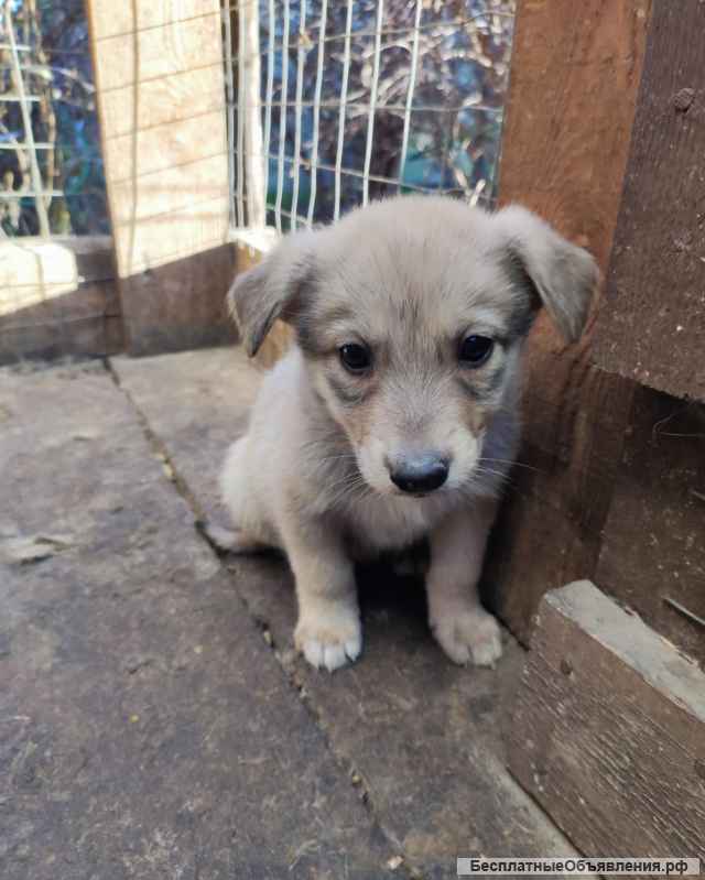 Отдаем щенят бесплатно