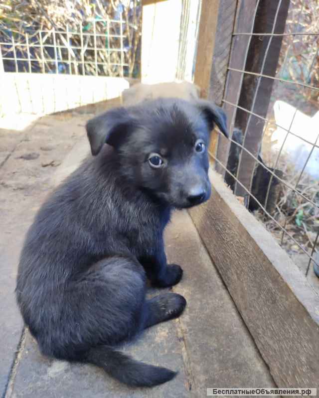 Отдаем щенят бесплатно