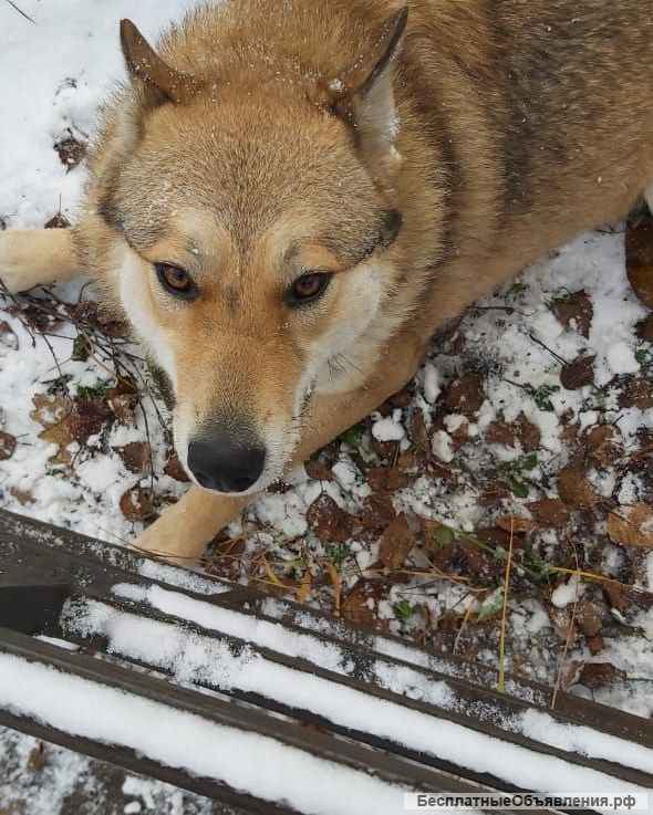 Тайра 2 года, мечатет обрести свой дом