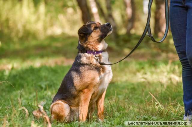 Собака с идеальным характером