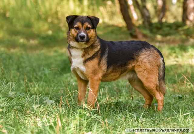 Собака с идеальным характером