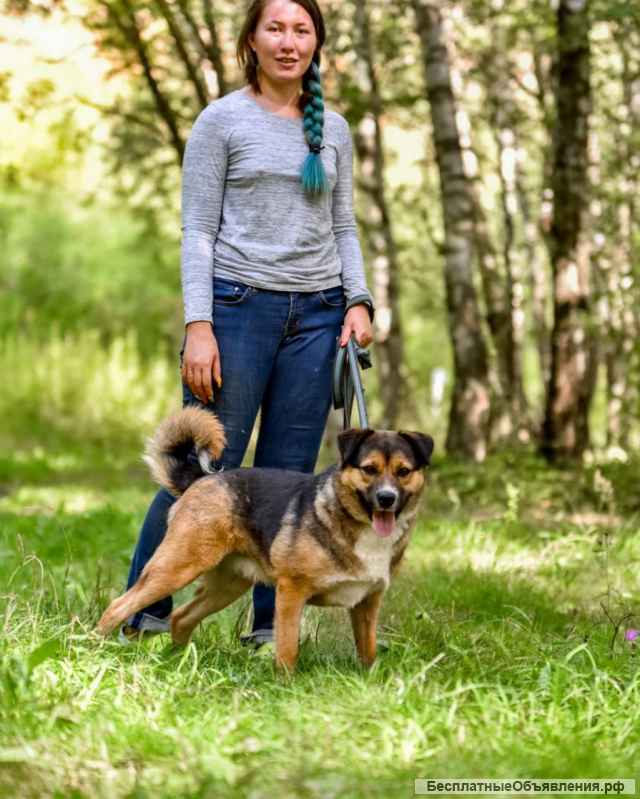 Собака с идеальным характером