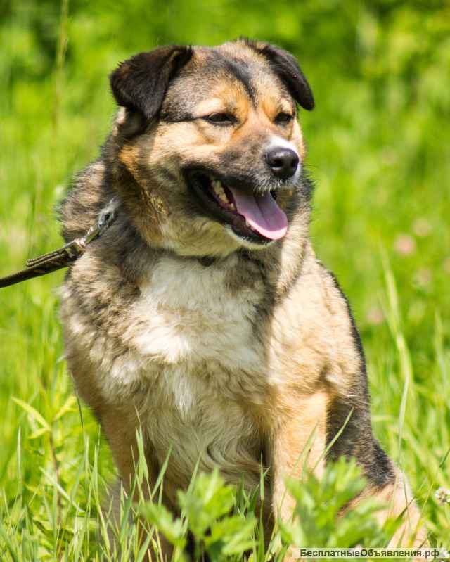 Собака с идеальным характером