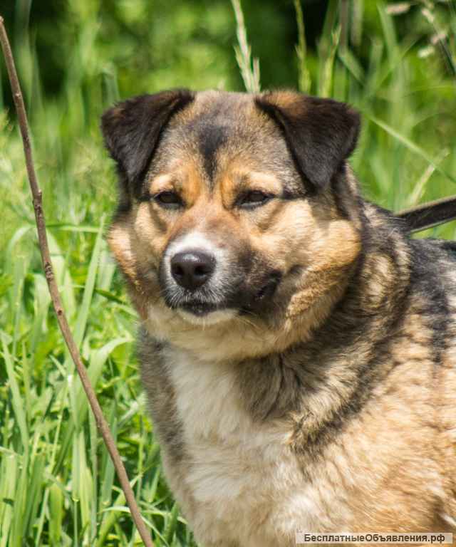 Собака с идеальным характером