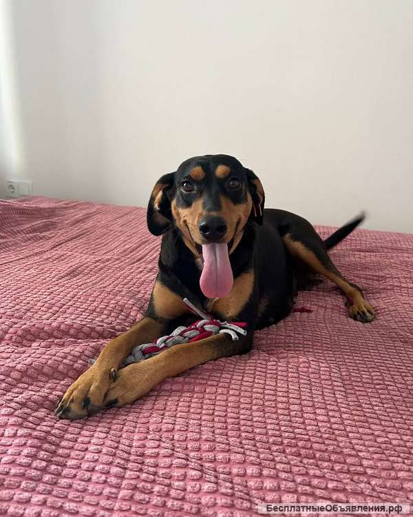 Энергичная веселая Леди