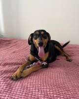 Энергичная веселая Леди