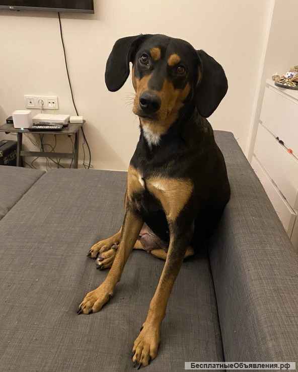 Энергичная веселая Леди