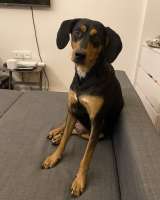 Энергичная веселая Леди