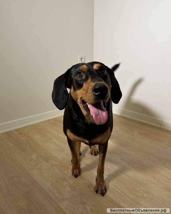 Энергичная веселая Леди