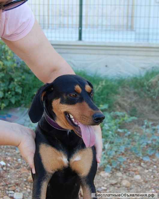 Энергичная веселая Леди