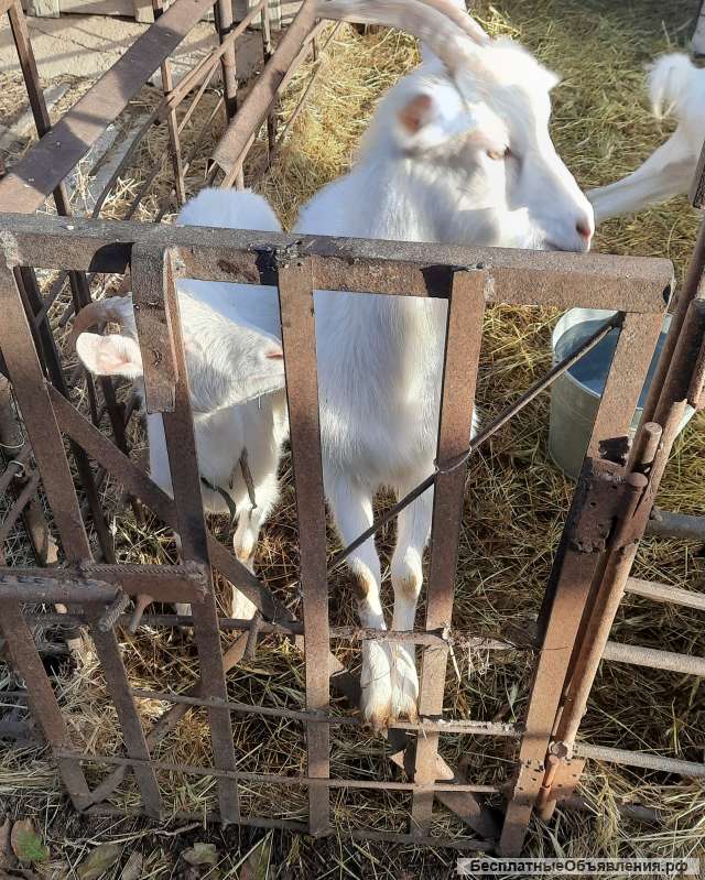 Козочки домашние