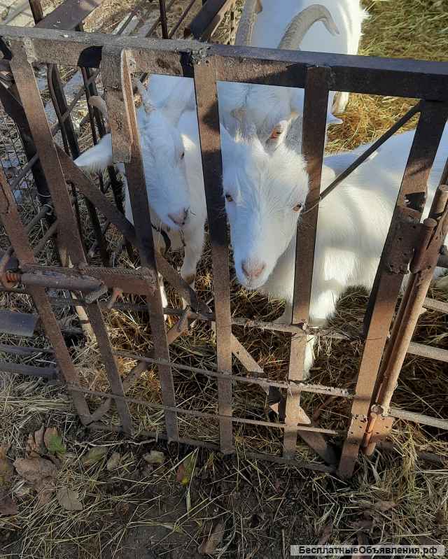 Козочки домашние