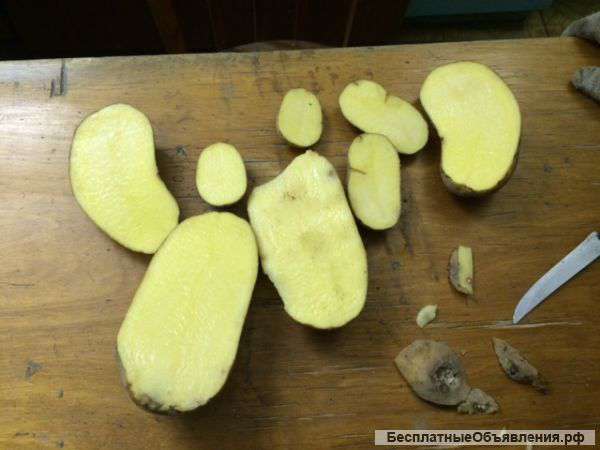 Картофель 5+ оптом, напрямую от производителя от 10,80 р