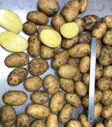 Картофель фри, кубик, слайс, морковь кубик, соломка и свежий картофель, морковь