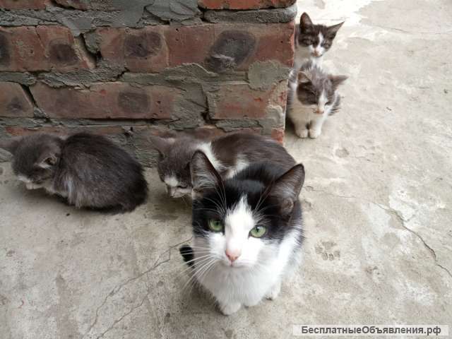 Отдаю котят в добрые руки