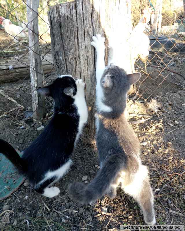 Отдаю котят в добрые руки