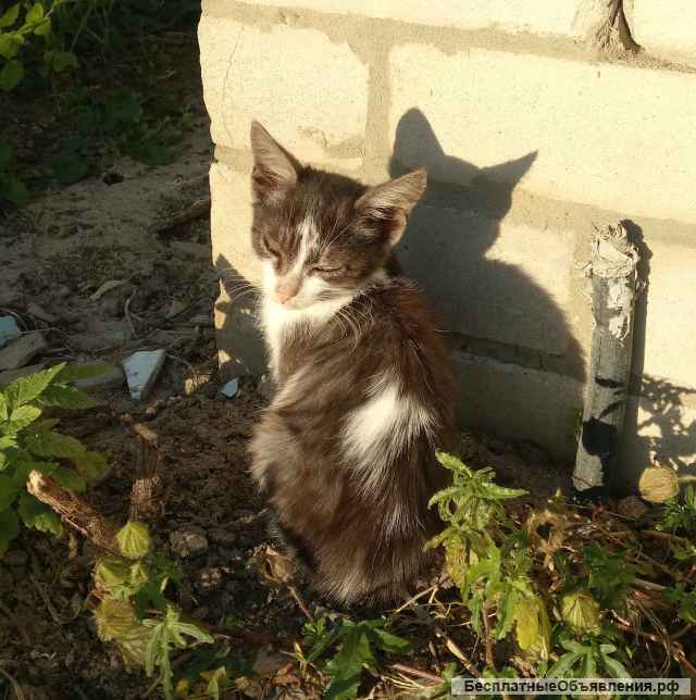 Отдаю котят в добрые руки
