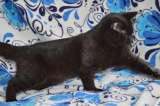 Кошечка черная шотландская прямоухая