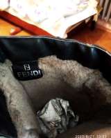 Сапоги новые, женские зимние Fendi 36 р