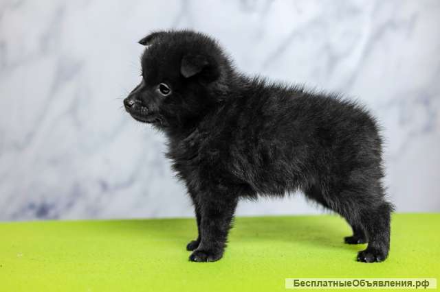 Щенки ШИППЕРКЕ