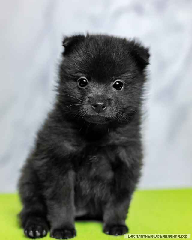 Щенки ШИППЕРКЕ