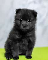 Щенки ШИППЕРКЕ