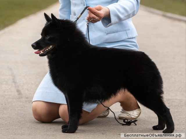 Щенки ШИППЕРКЕ