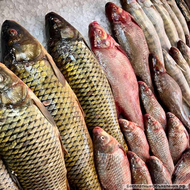 Карась/ Щука/ Сом/ Карп/ Судак Свежая рыба