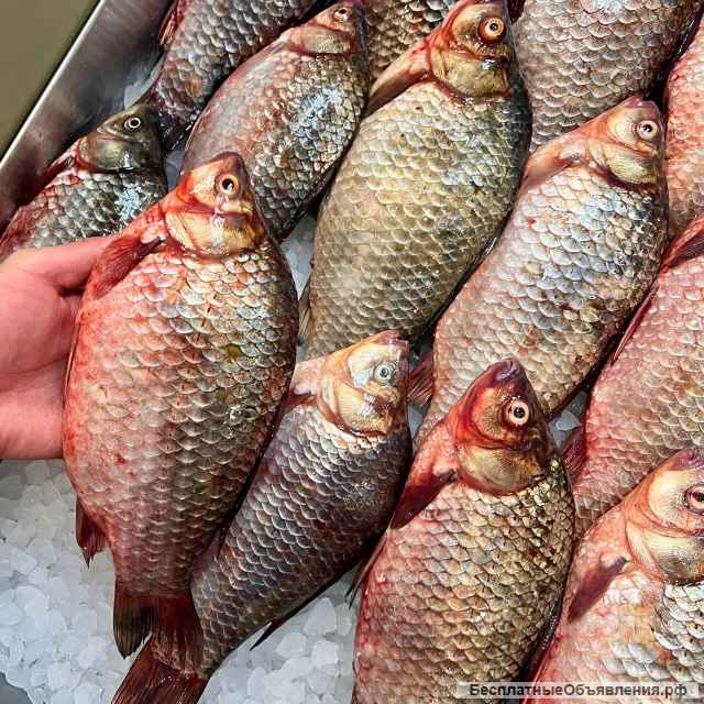 Карась/ Щука/ Сом/ Карп/ Судак Свежая рыба