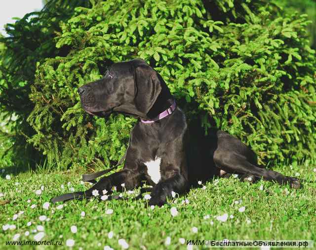 Прекрасный представитель породы немецкий дог
