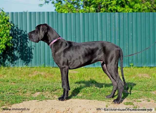 Прекрасный представитель породы немецкий дог