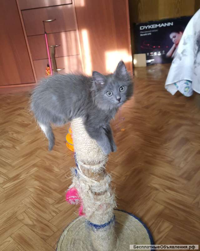 Котенок ищет семью