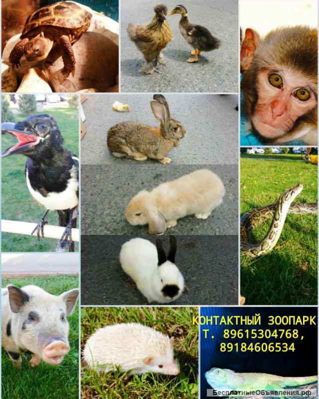 Организация праздников под ключ, лучшие шоу Юга России