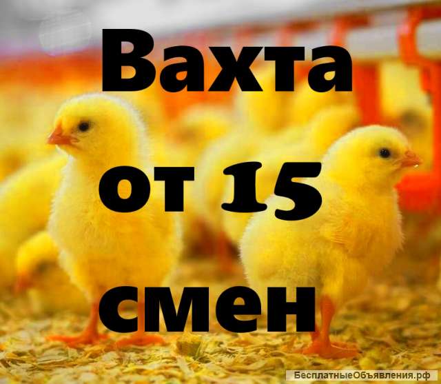 Вахта 15/30 В Москве упаковщик на птицефабрику