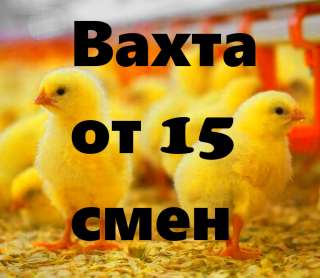 Вахта 15/30 В Москве упаковщик на птицефабрику