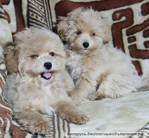 Щенки мальтипу F1- девочки, из питомника
