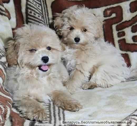 Щенки мальтипу F1- девочки, из питомника