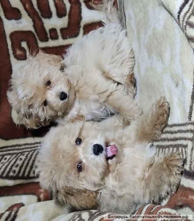 Щенки мальтипу F1- девочки, из питомника