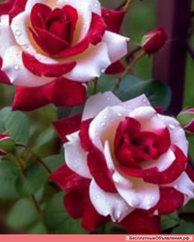 Гибридные тигровые розы