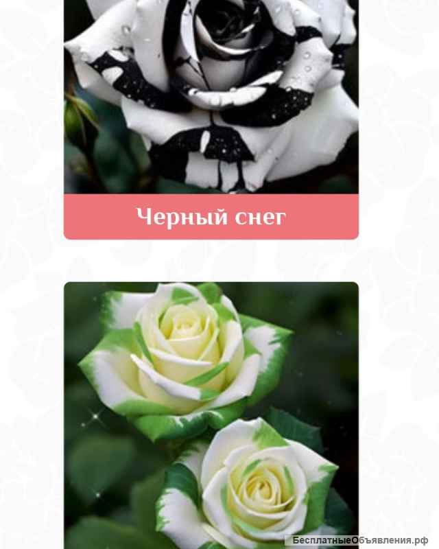 Гибридные тигровые розы