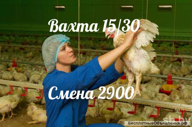 Работа в Москве. Вахта 15/30 Упаковщик на Птицефабрику