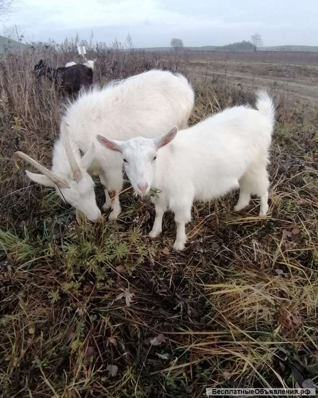 Коза породы Заанская-камерунская
